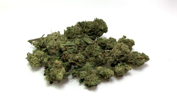 Blueberry [I] "Greenhouse Smalls"