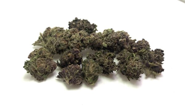 Lavender [I] "Greenhouse Smalls"